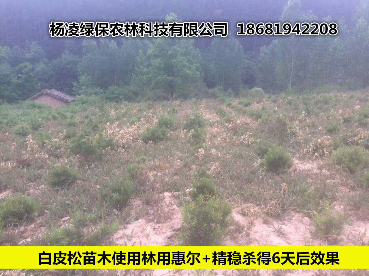 林用惠尔除草剂使用效果图