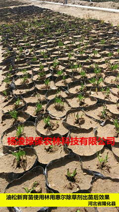 油松新育苗使用林用惠尔效果图