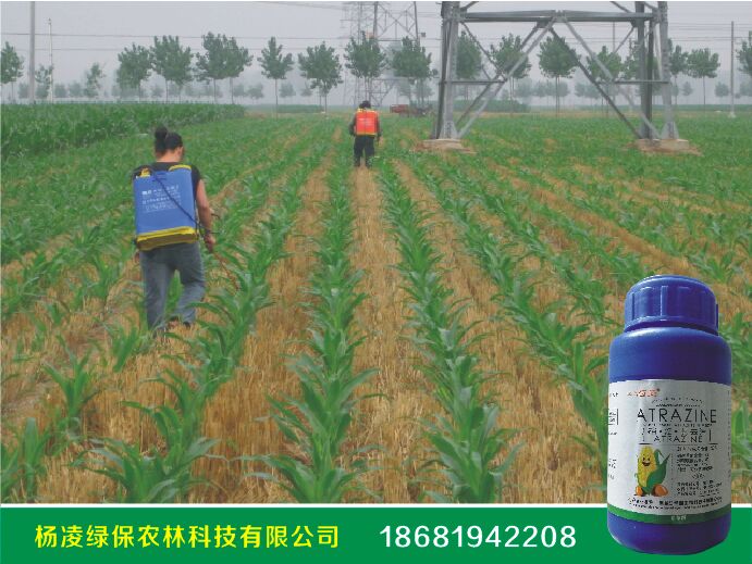 陕西省某农场使用玉米除草剂--苞美